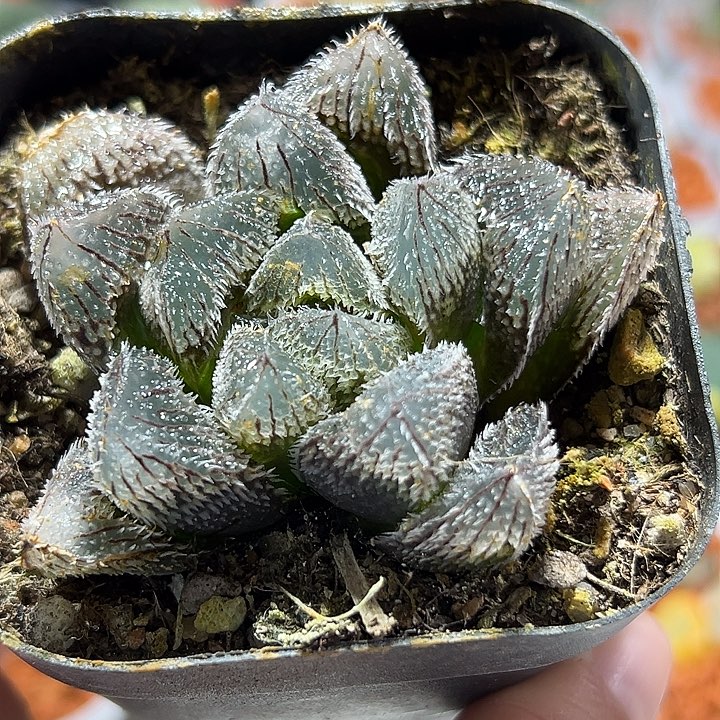 十二卷多肉狼珠玉露