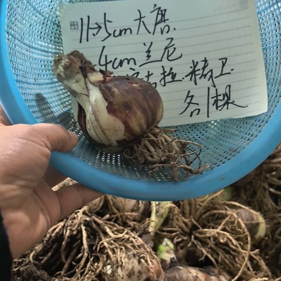 当前无花栽培后可以开花11种球组合