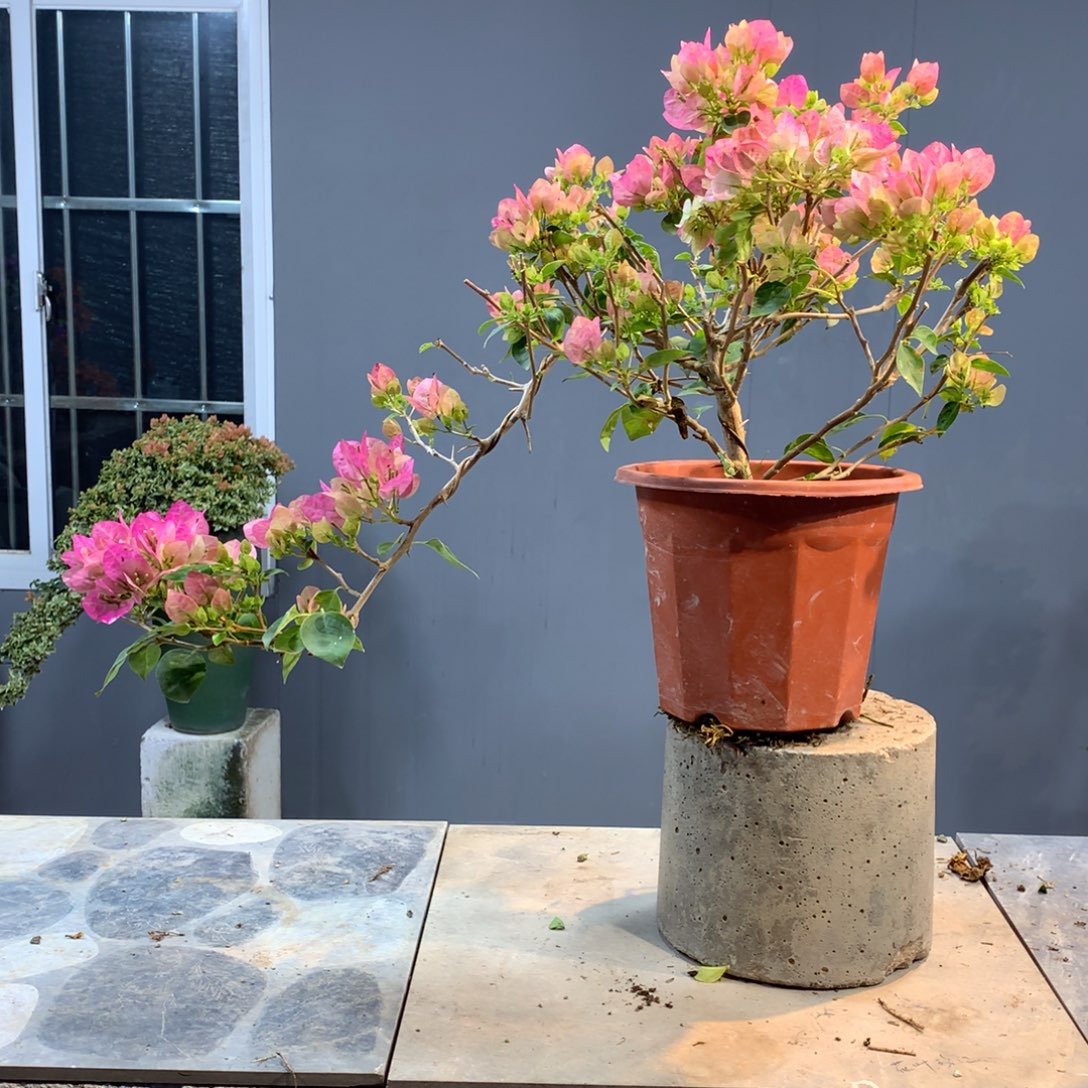 无花朵大量花苞带盆带土