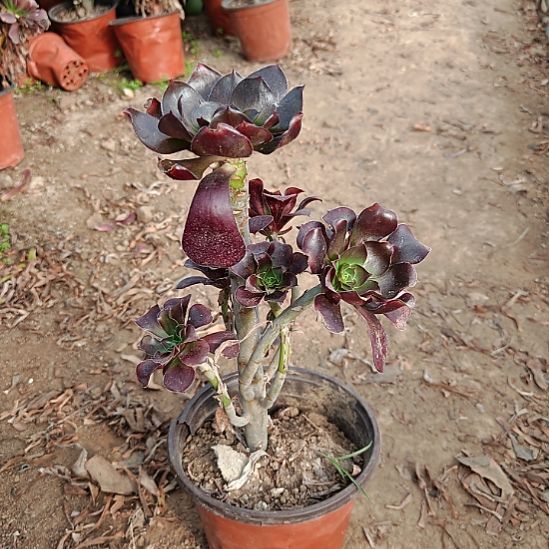 巫毒法师加急发货26