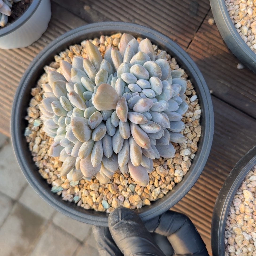 菩提缀化111111111111111111