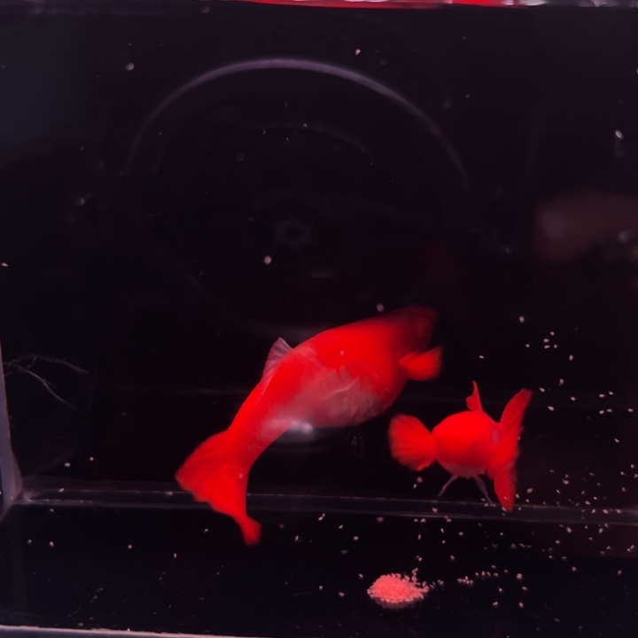 孔雀鱼通背包肚双粉水1