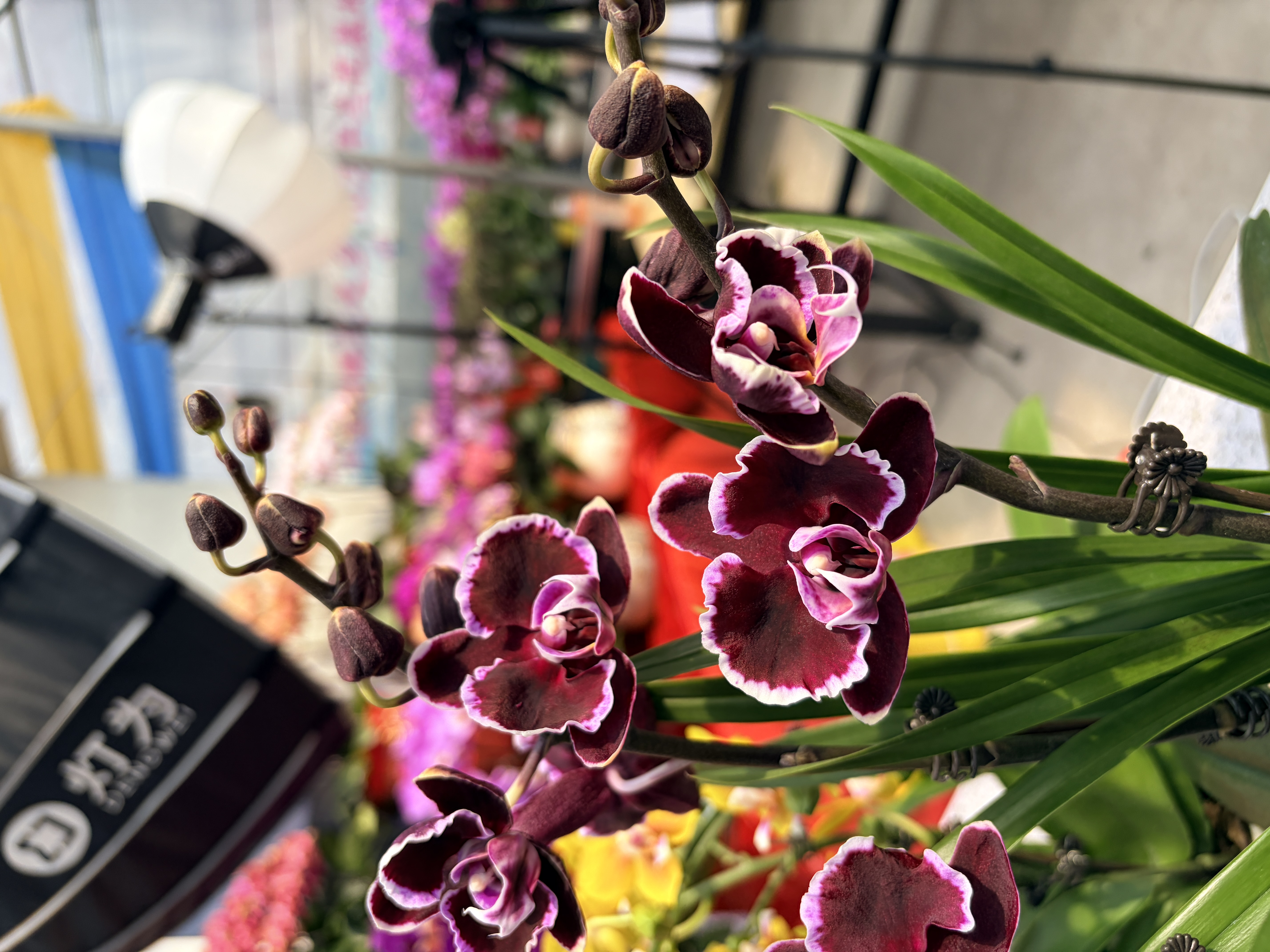 【拉丁舞裙】欧品精品蝴蝶兰花期长一年开花多--XM专属