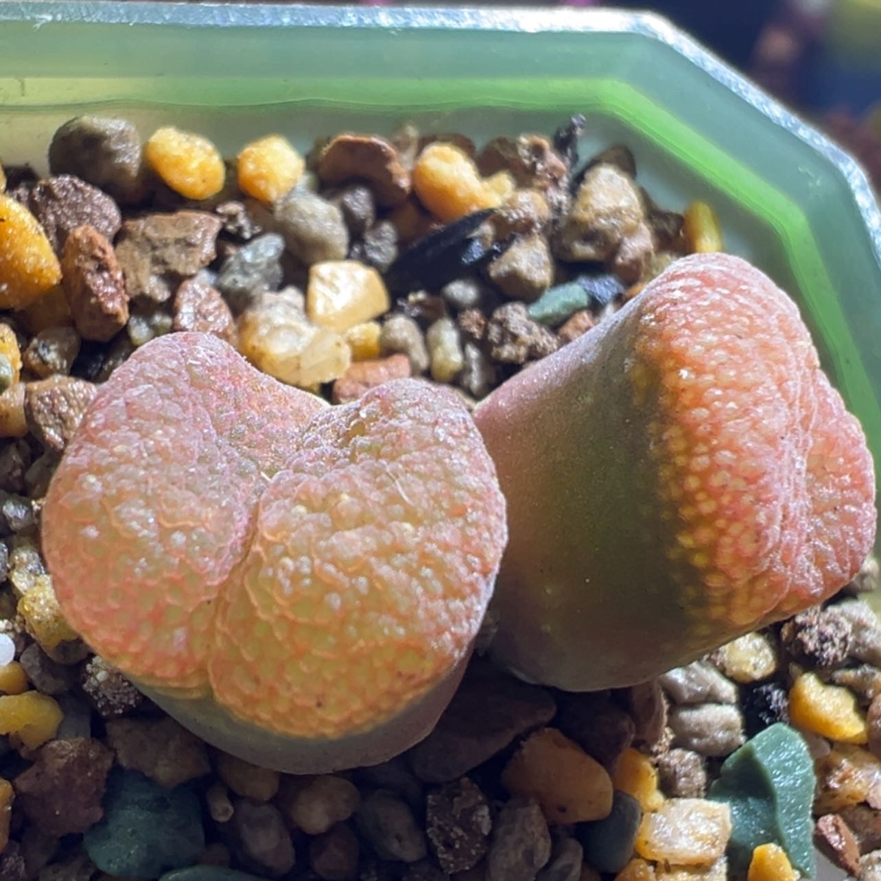 【闪购商品】大颗粒宽窗