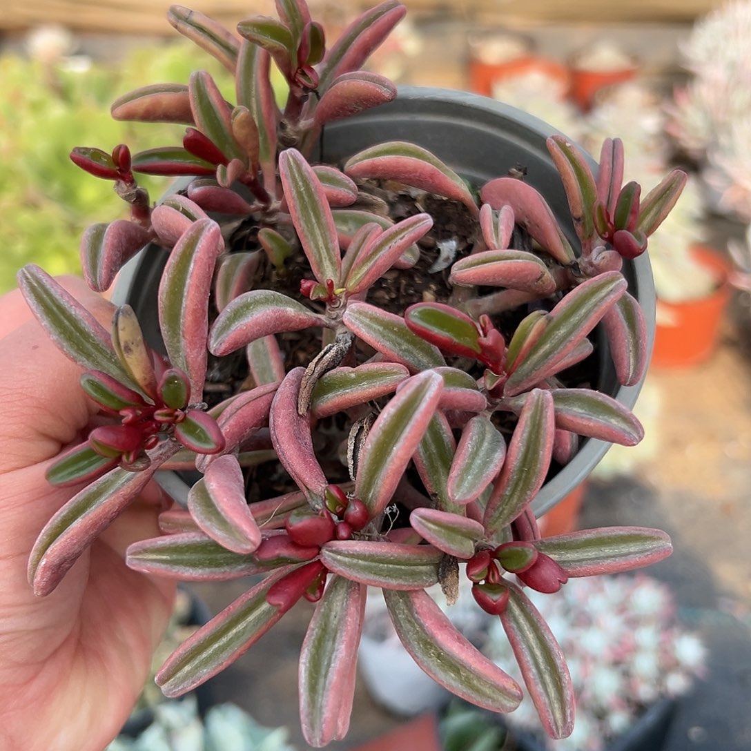 多肉植物红背椒草