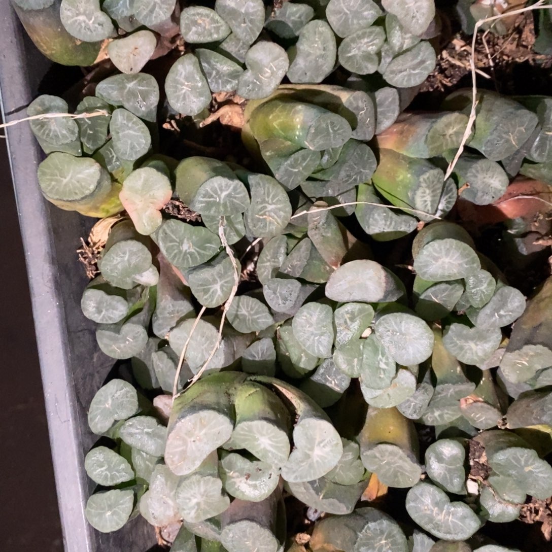 2704 一颗实生大窗万象 挑大的发货 元旦福利