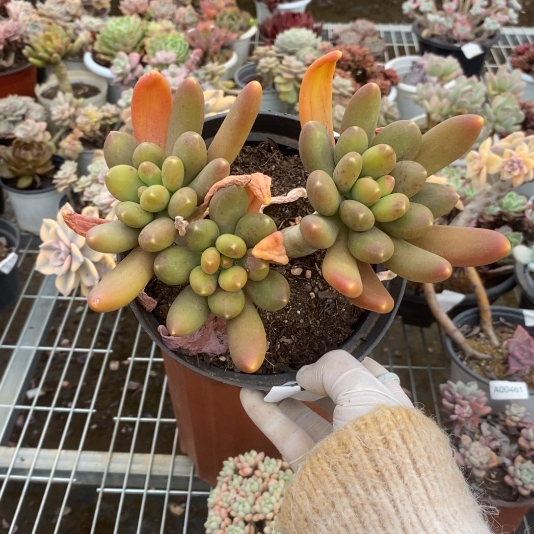 4654金蝉多头一物一拍