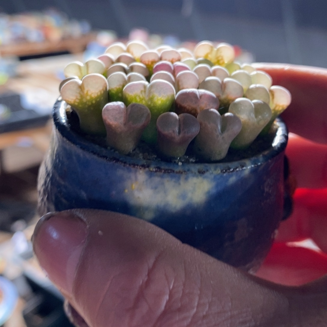 五颗鲑鱼粉杂交风铃。