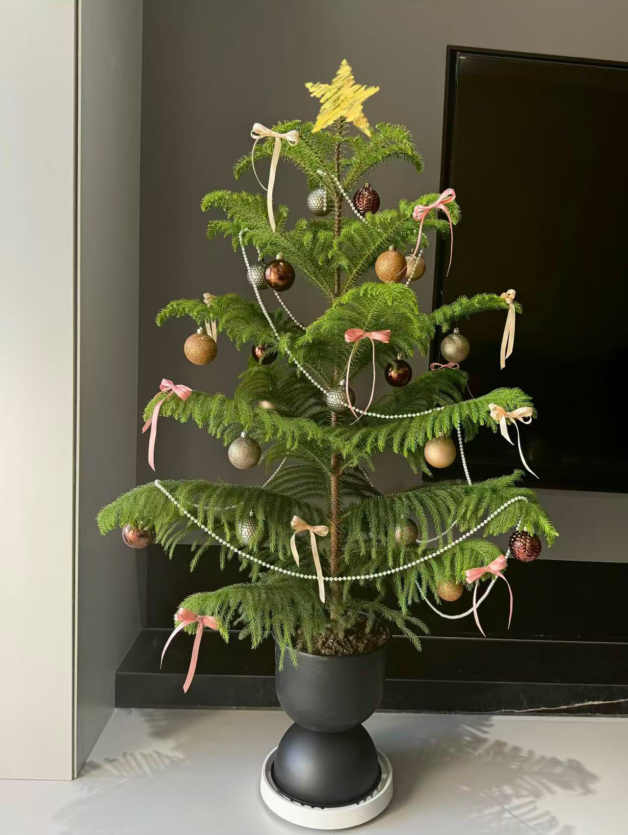 【节日氛围南洋杉】圣诞树高端绿植南洋网红落地客厅盆栽四季常青