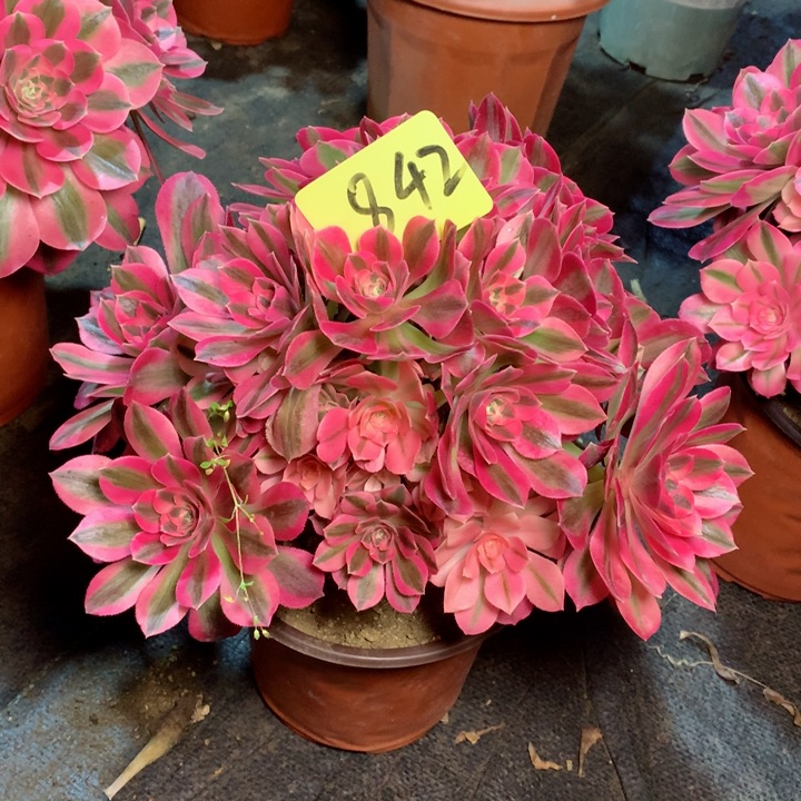 842粉女巫多肉111111