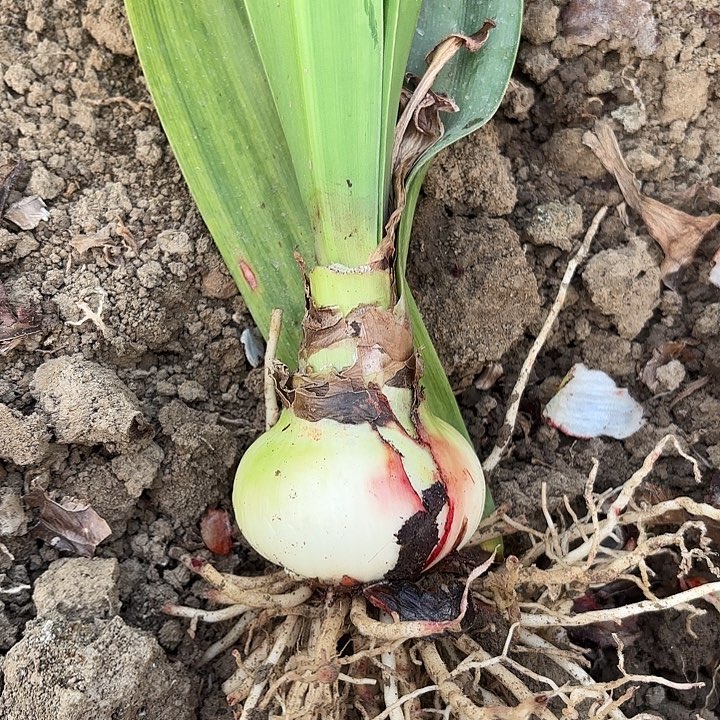 无花朵双马包对版一号