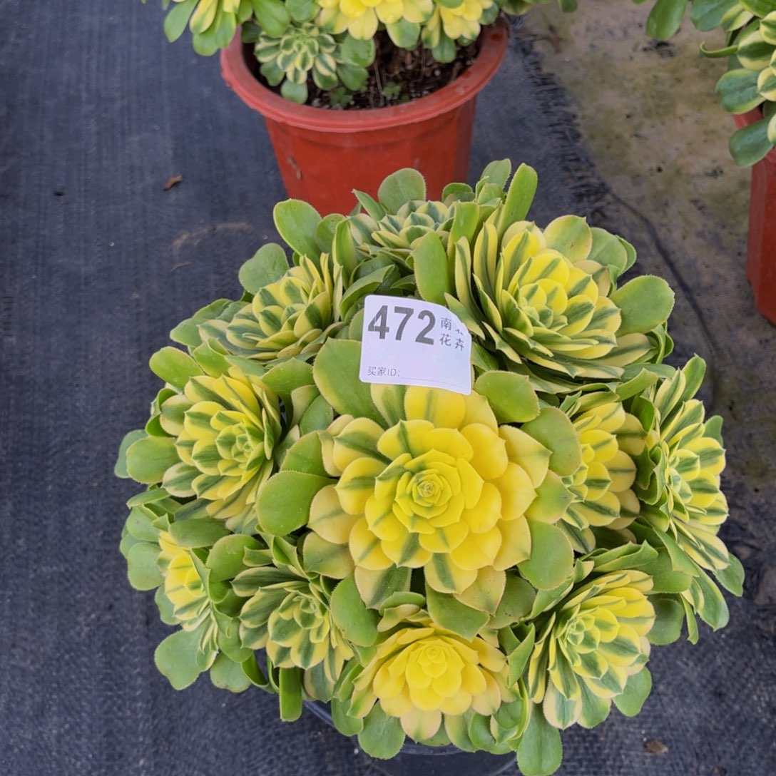 多肉辛尼亚00000472