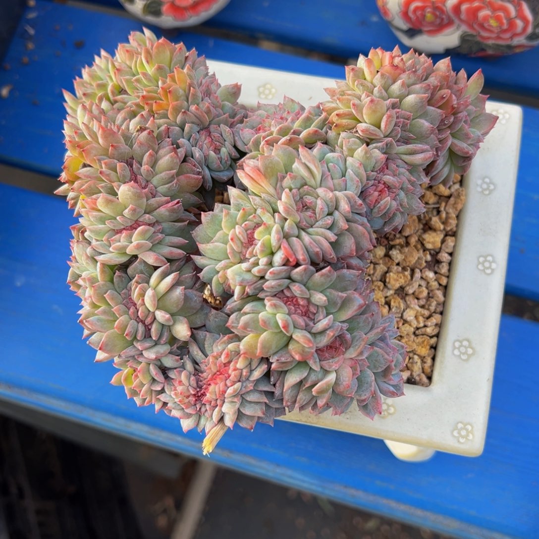 蓝***蓝草莓冰沙琥珀缀化