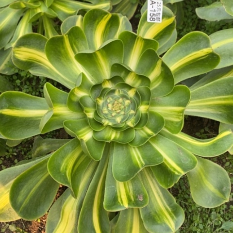 158暴君满25包邮多肉