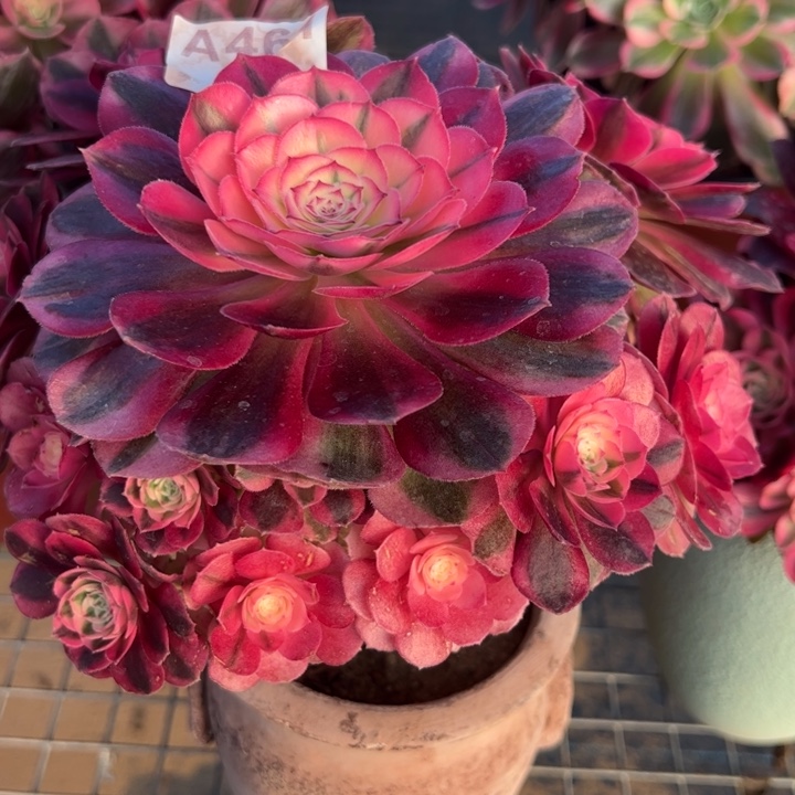 461倾城小精品20厘米左右