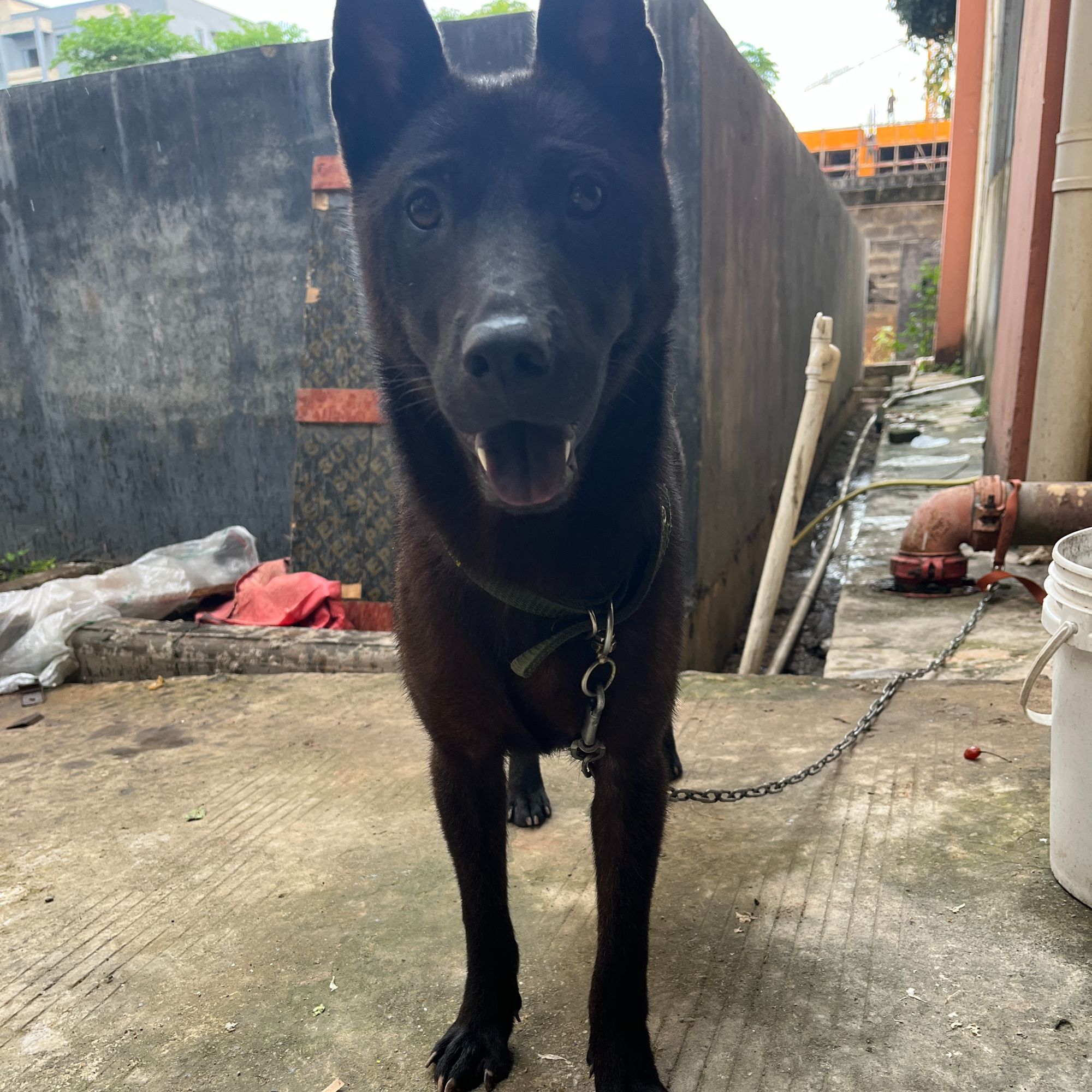 广西中华田园犬土猎犬黄狗白面五黑五红土松