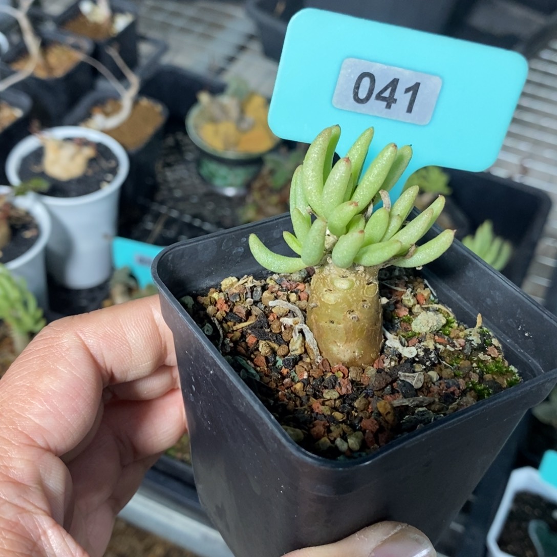 何丽奇峰锦多肉植物