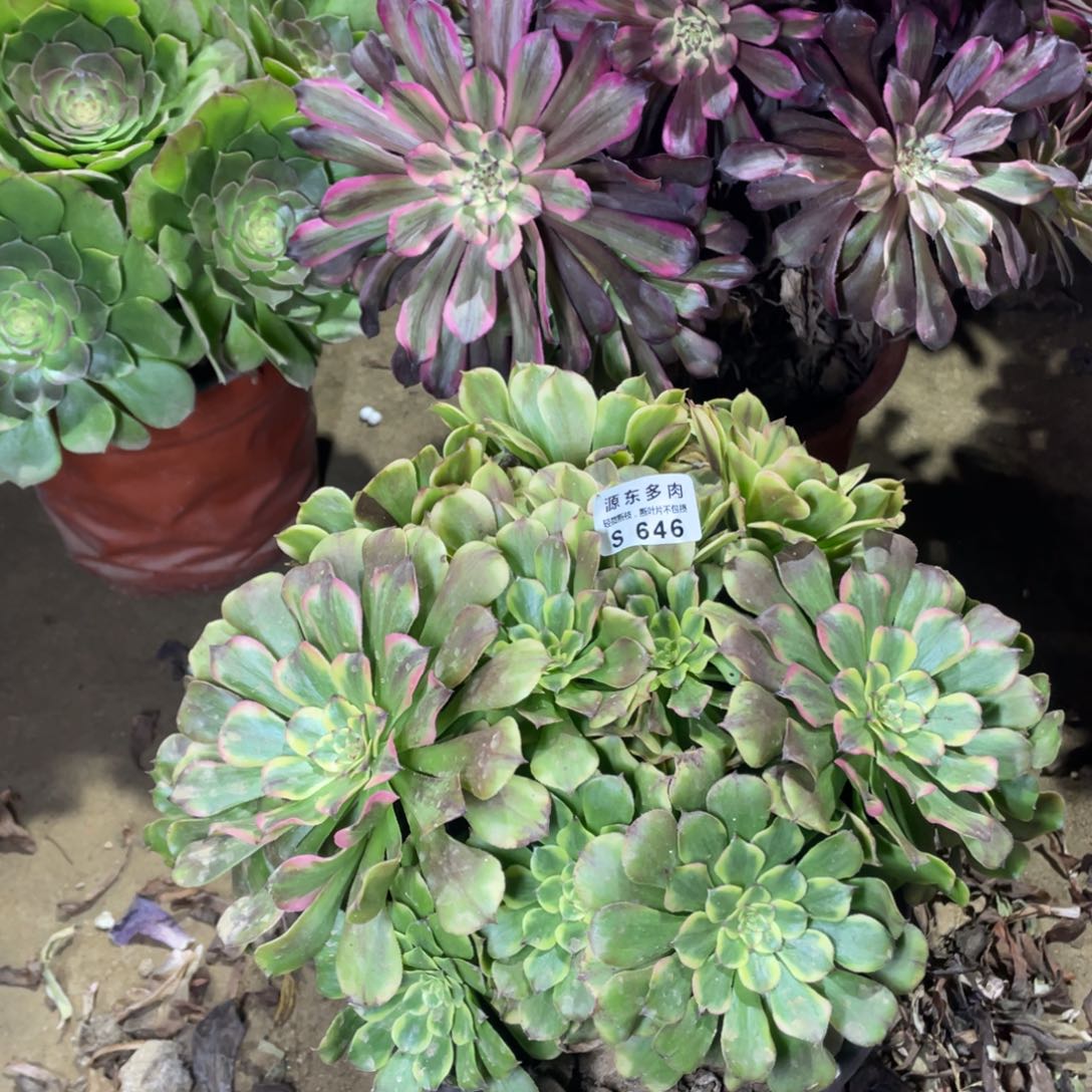 646沙皇多肉法师断枝不包