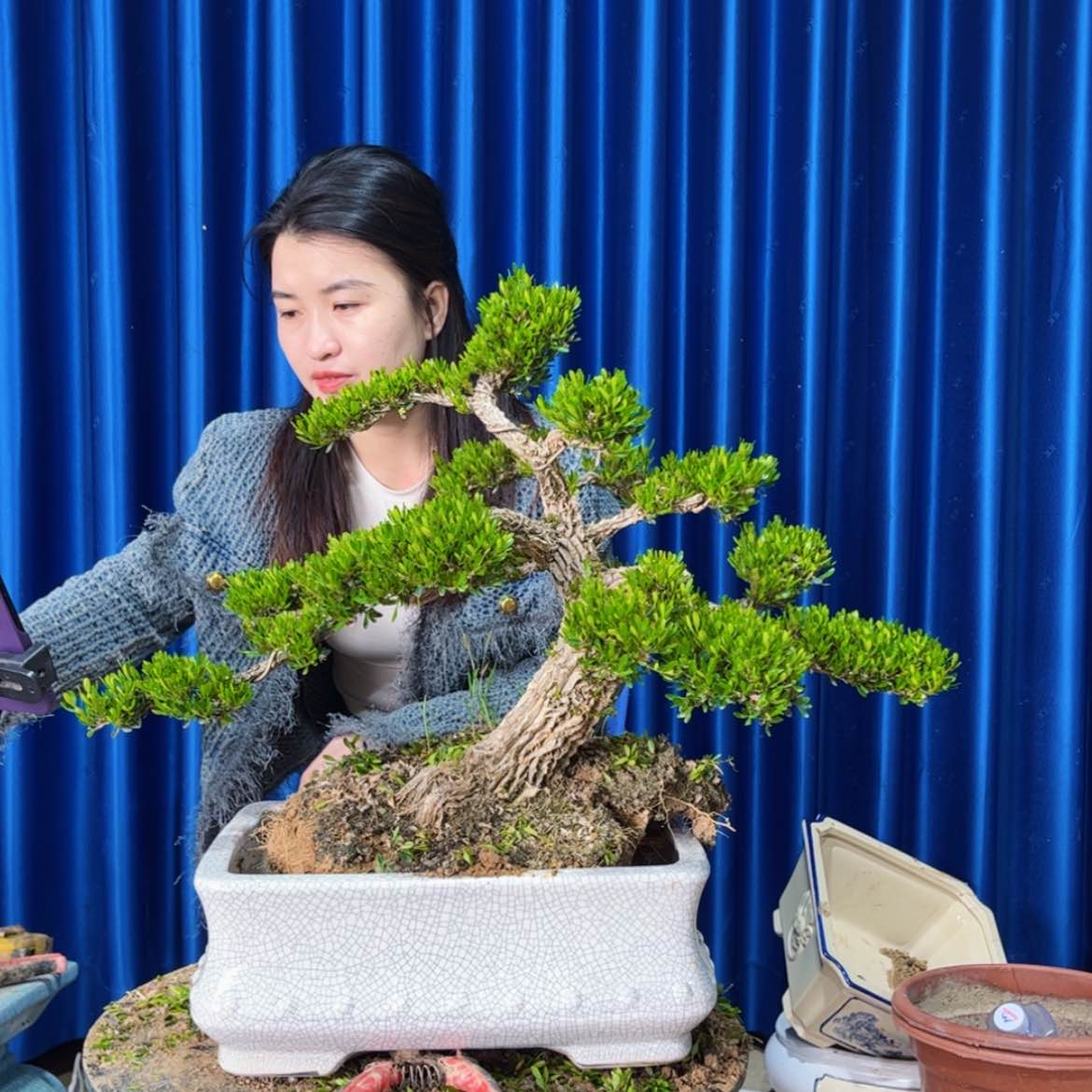 【闪购商品】广东雀舌黄杨盆景三*哥