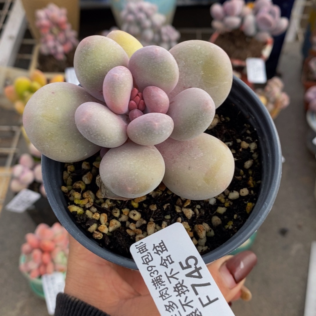 蛋黄奶酪745/6v m