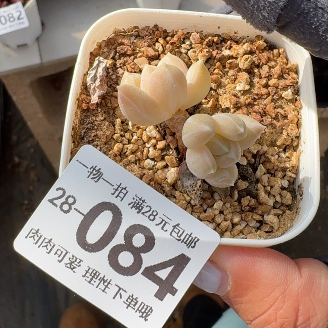 三色奶无盆土发货无