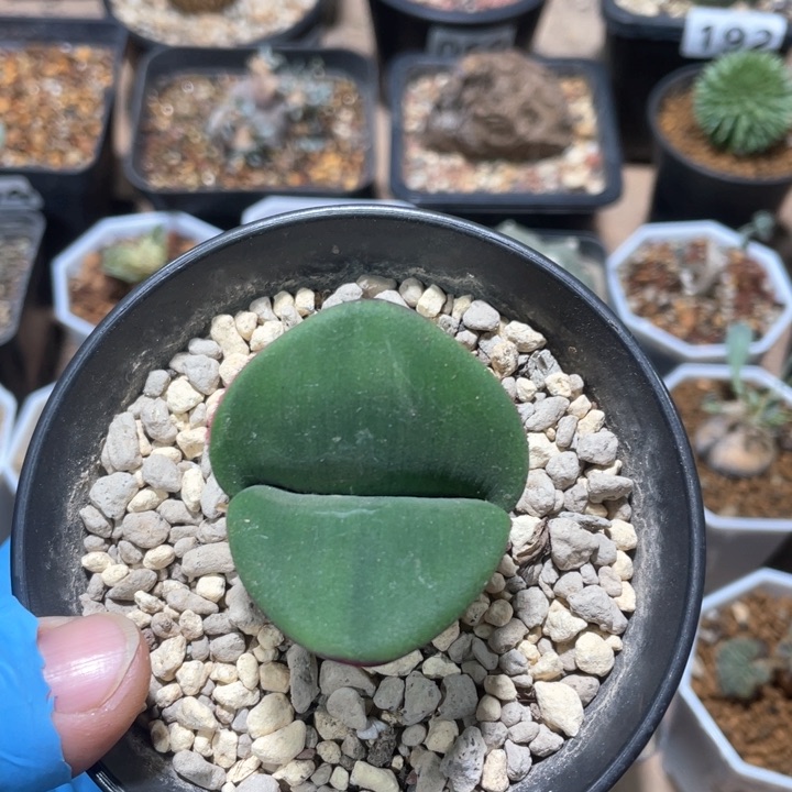 209产地阔叶血莲块根