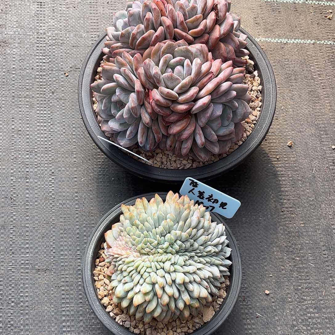 人若初见寄养发货链接