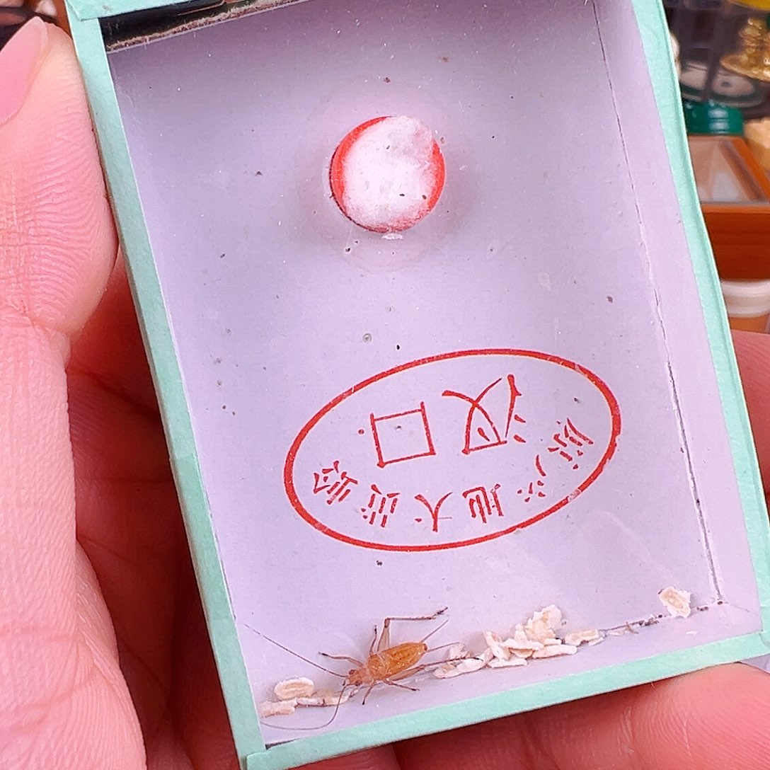 中长须大黄蛉一个哈哈哈