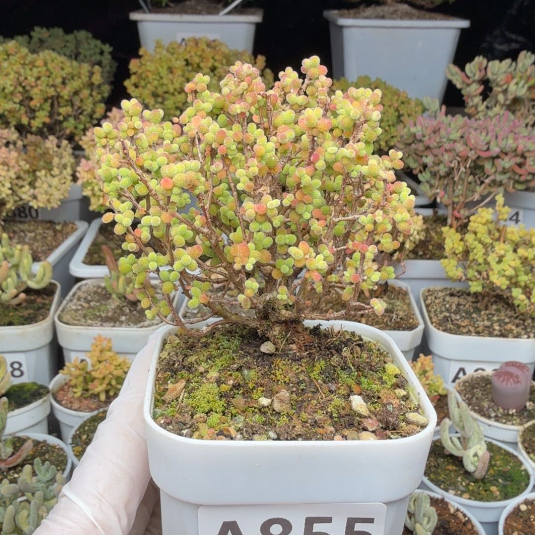 A855金桔糖球枝干