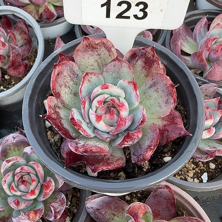 123 惊鸿仙子多肉植物7-9cm