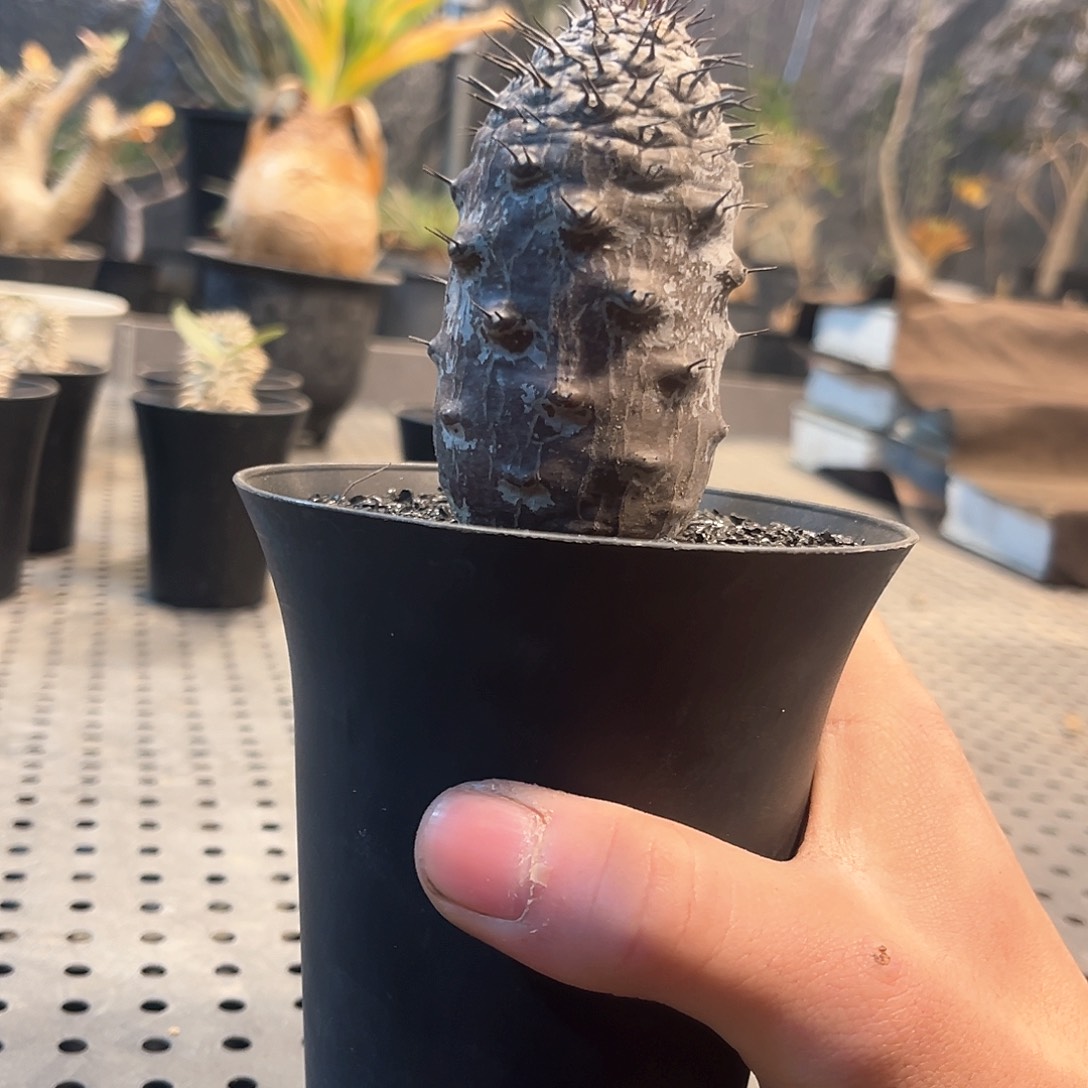 瓶干麒麟111111111