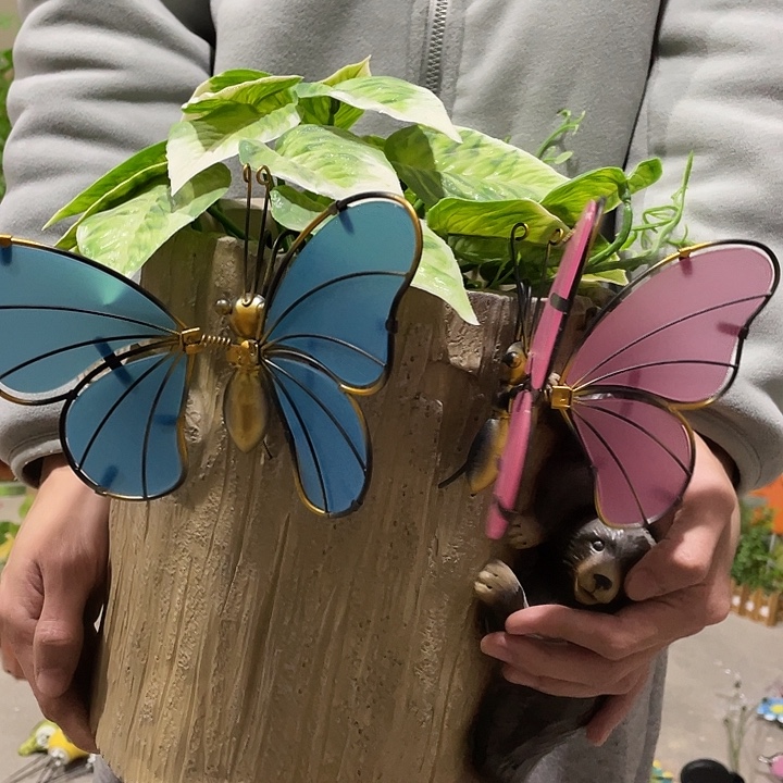 树脂样品样品样品蝴蝶两个