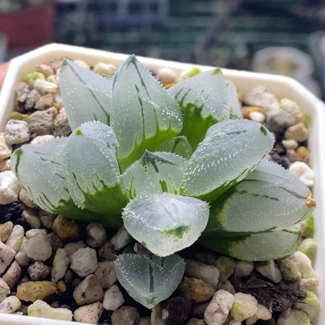 冰城实生一物一拍