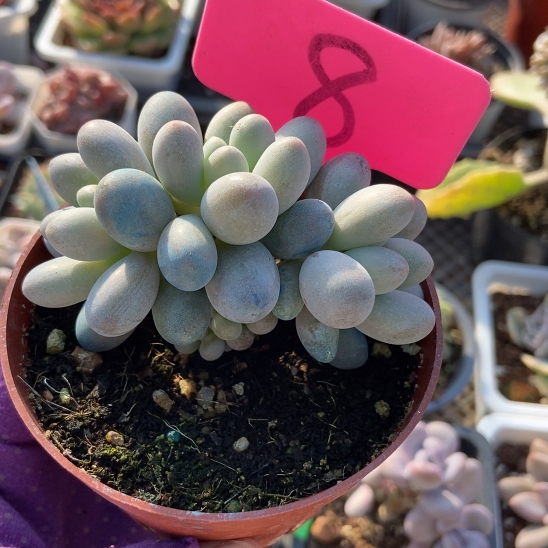 8彩虹奶多肉植物多肉