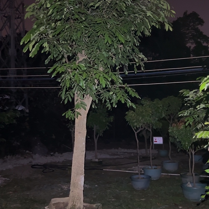 陈***俊完全开放果树果树果树111111111