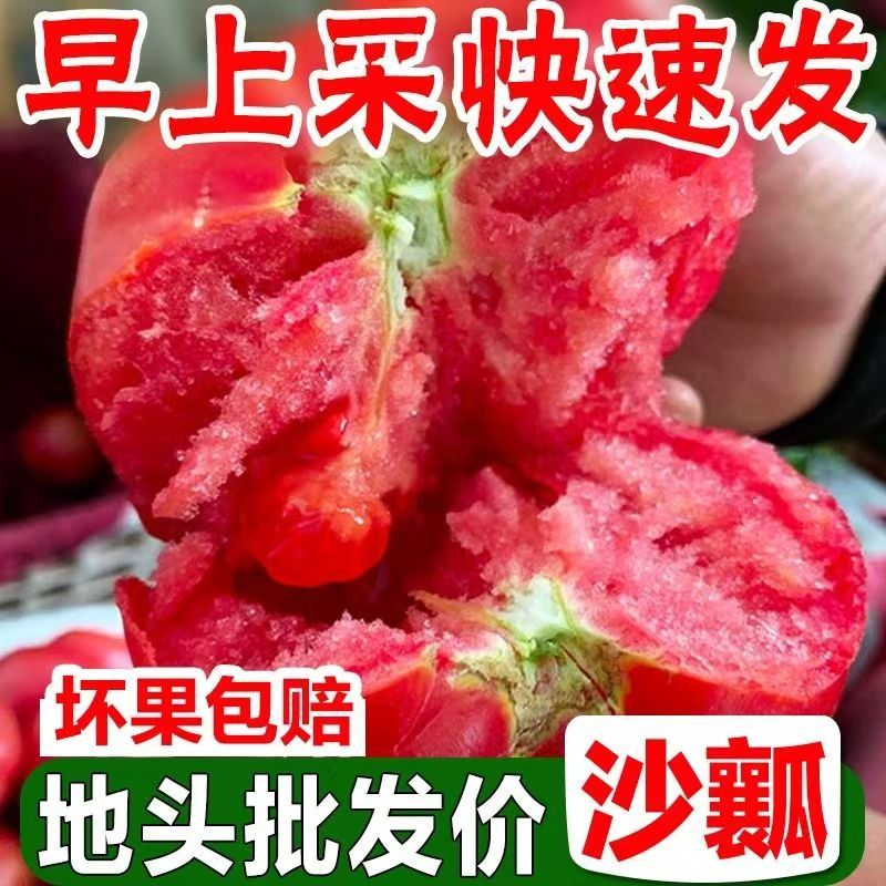 正宗沙瓤普罗旺斯西红柿现摘新鲜生吃水果番茄爆汁自然柿子蔬菜