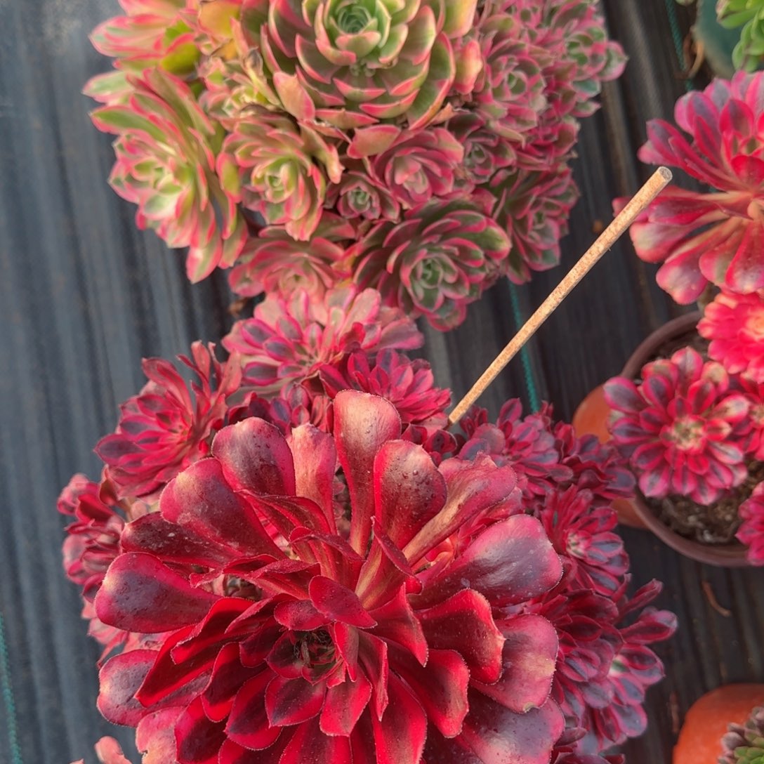 ?***笑6852，6849女郎，圆叶两颗