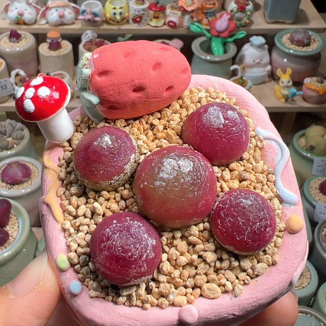 多肉植物168号灯泡