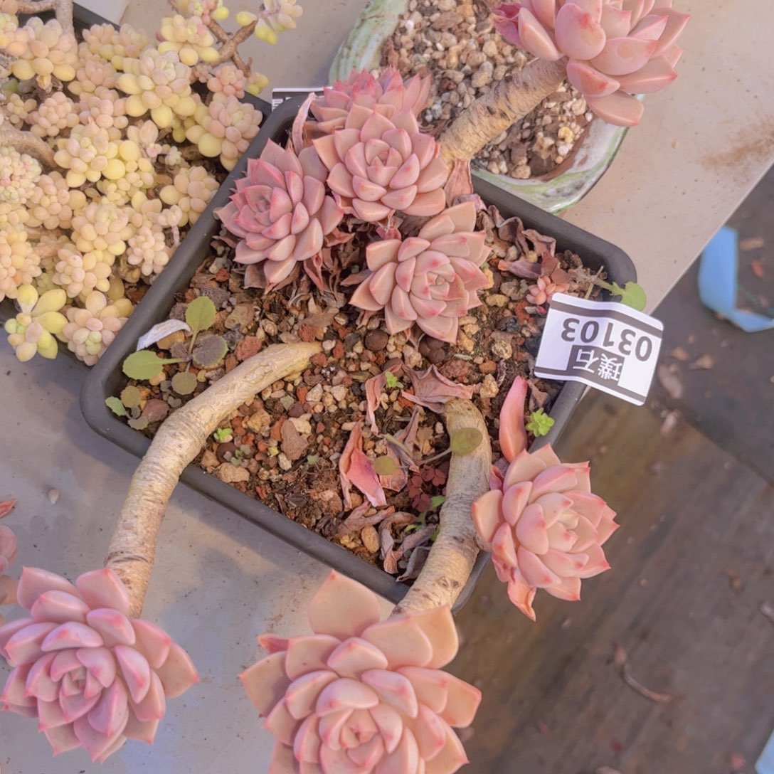 红粉佳人03103多肉植物