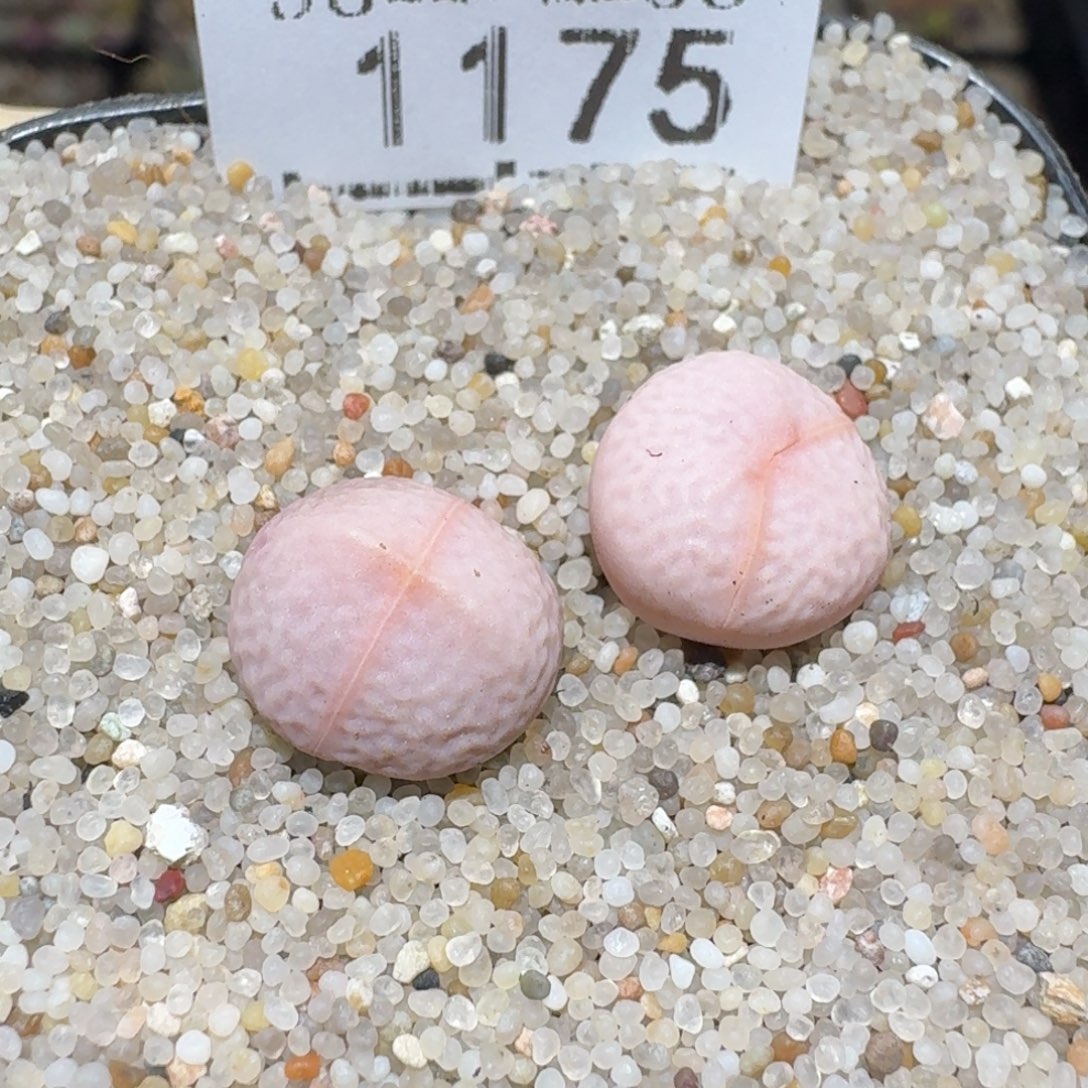 zzz美货便宜啦1175