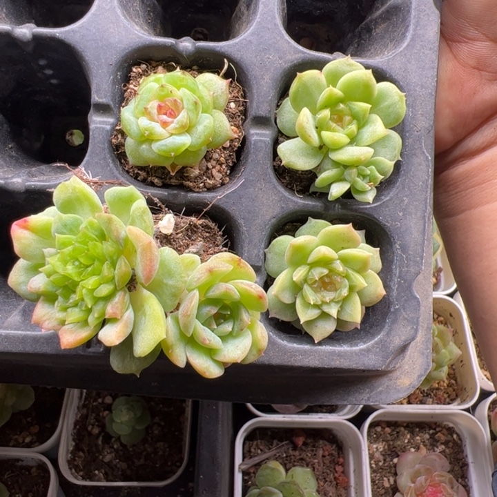 一物一拍精品多肉植物5