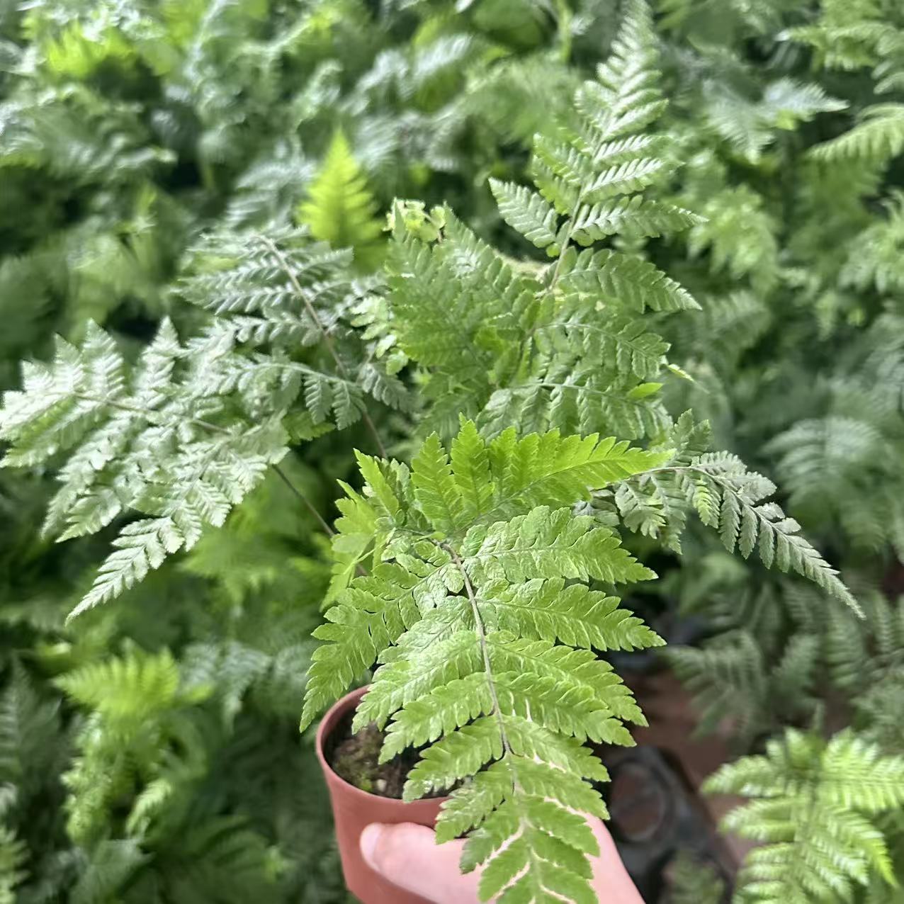 红鳞蕨室内养护绿植净化空气好养的家居观叶植物