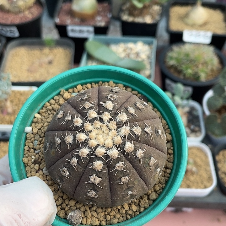 808拉根仙人球植物