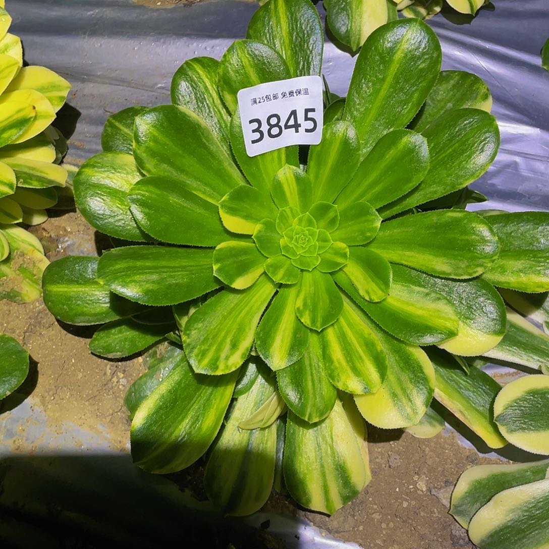 3845五彩琉璃多肉植物