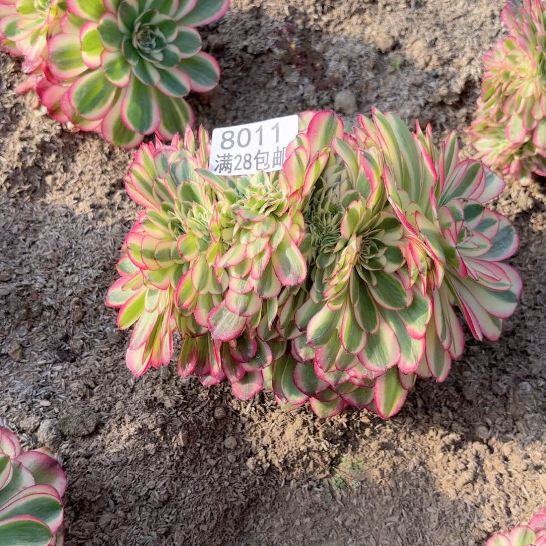 G. 8011倾城缀多肉