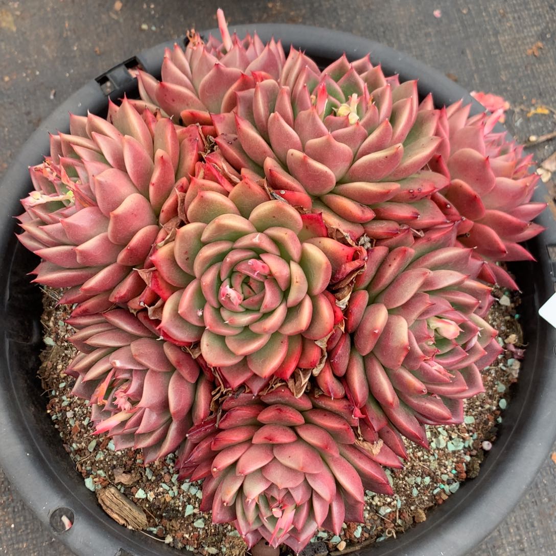 3677杂交精品基地21厘米