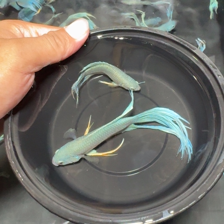 斗鱼直播间对图无纹蓝37