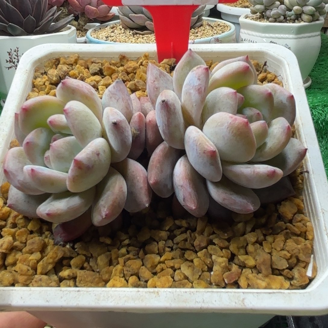 解忧多肉植物编号11