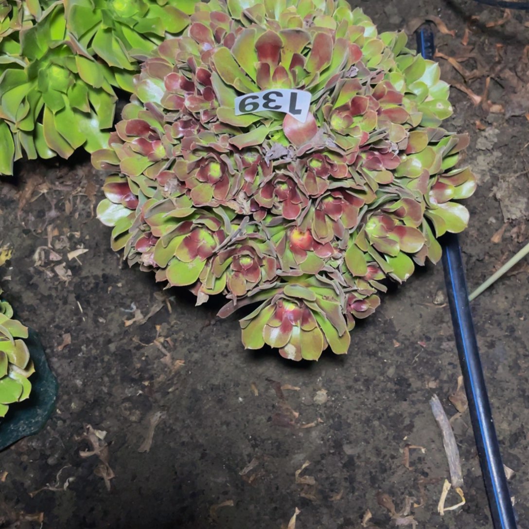 雅典娜法师16/////20包邮