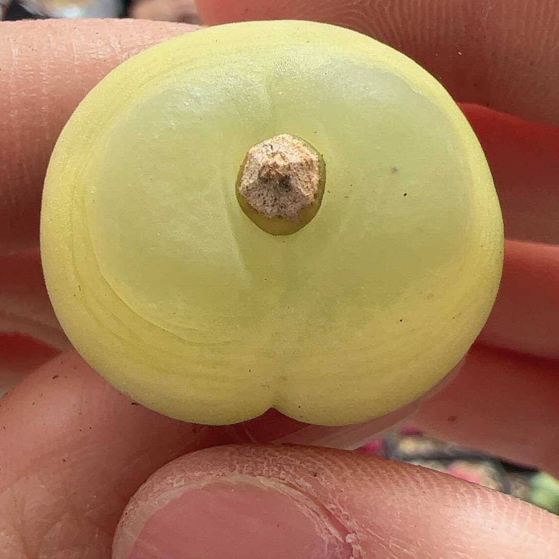 【闪购商品】302 拉登